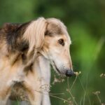 סלוקי - Saluki