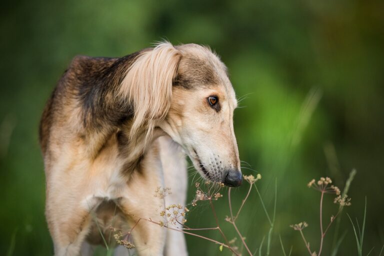 סלוקי - Saluki