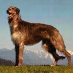 דירהאונד סקוטי - Scottish Deerhound