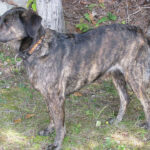 טנסי ברינדל - Treeing Tennessee Brindle