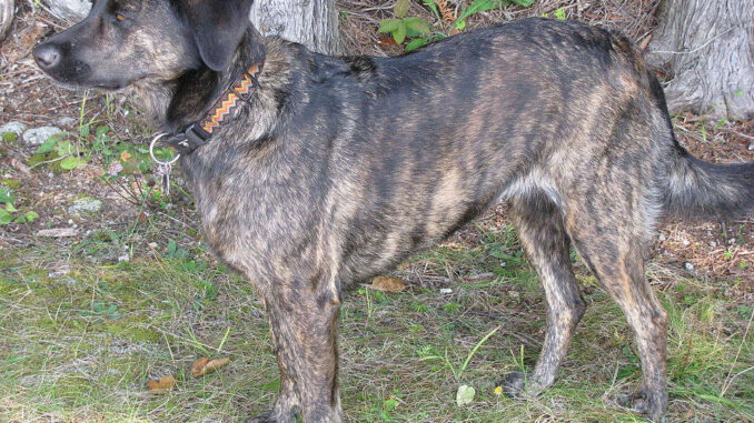 טנסי ברינדל - Treeing Tennessee Brindle טנסי ברינדל - Treeing Tennessee Brindle