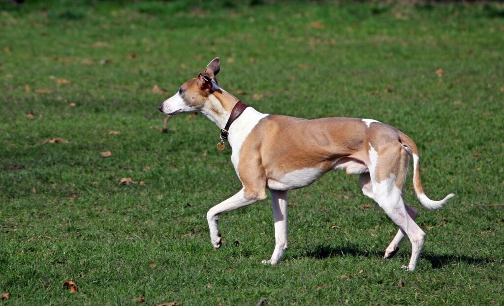 ויפט - Whippet