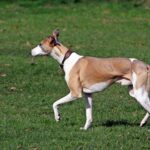 ויפט - Whippet