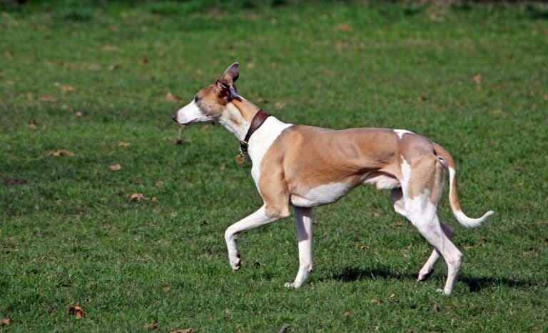 ויפט - Whippet