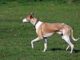 ויפט - Whippet