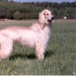 אפגני - Afghan Hound
