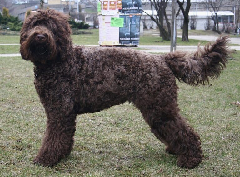 ברבט - Barbet