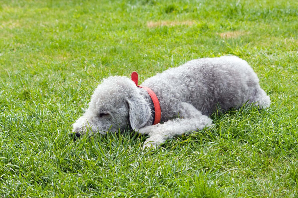 בדלינגטון טרייר - Bedlington Terrier
