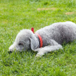 בדלינגטון טרייר - Bedlington Terrier
