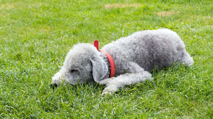 בדלינגטון טרייר - Bedlington Terrier