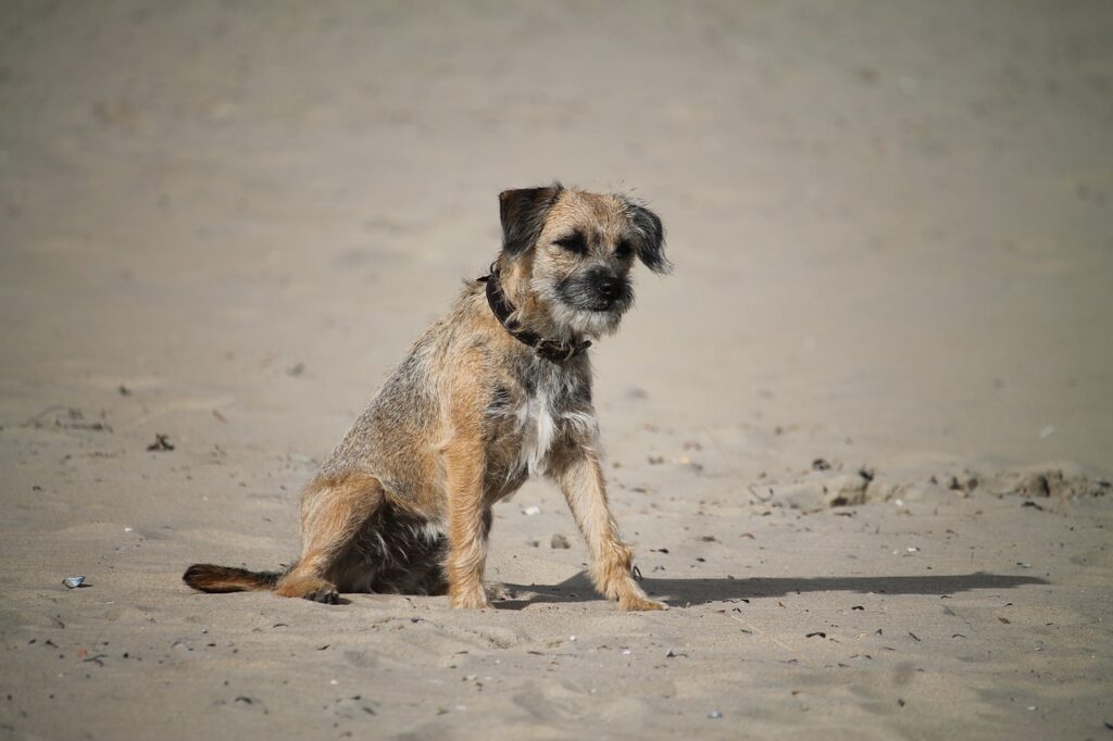בורדר טרייר - Border Terrier