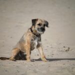 בורדר טרייר - Border Terrier