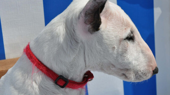 בול טרייר - Bull Terrier בול טרייר - Bull Terrier