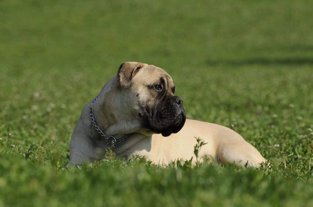 בול מסטיף - Bullmastiff