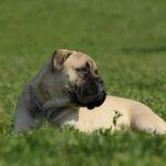 בול מסטיף - Bullmastiff