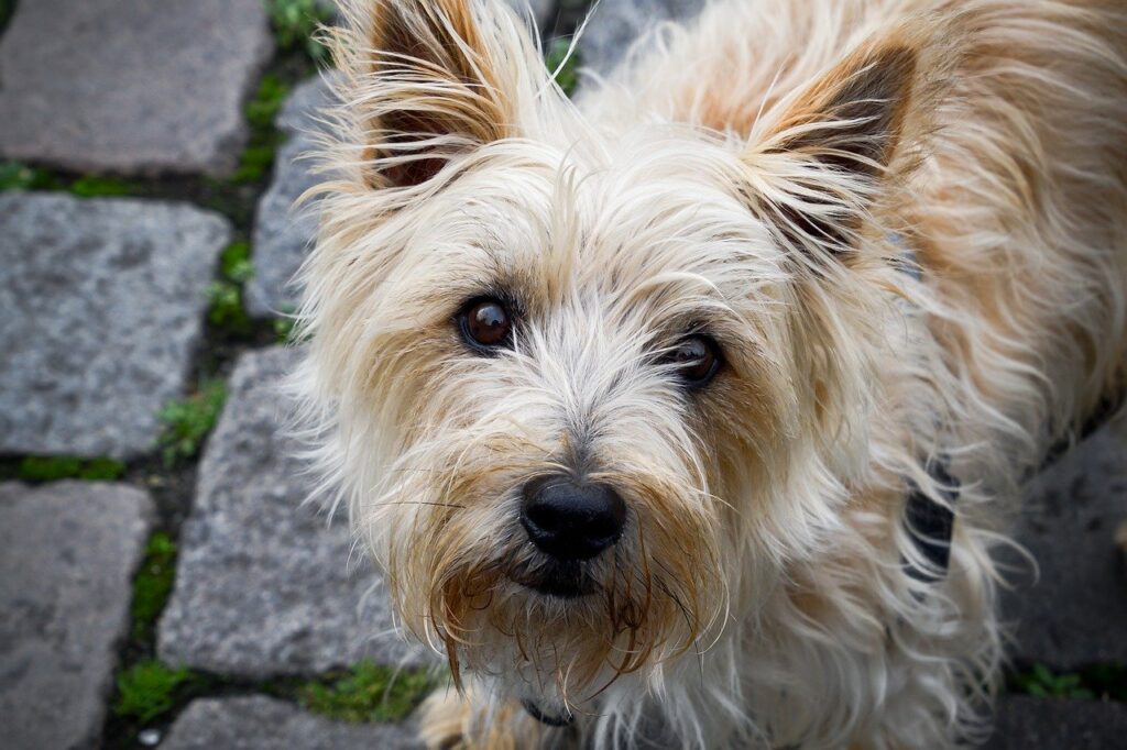 קאירן טרייר - Cairn Terrier