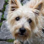 קאירן טרייר - Cairn Terrier