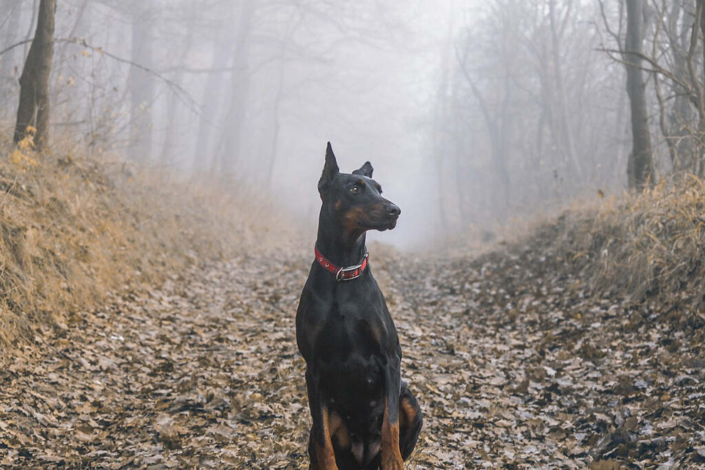 דוברמן פינצ'ר - Doberman Pinscher