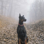 דוברמן פינצ'ר - Doberman Pinscher