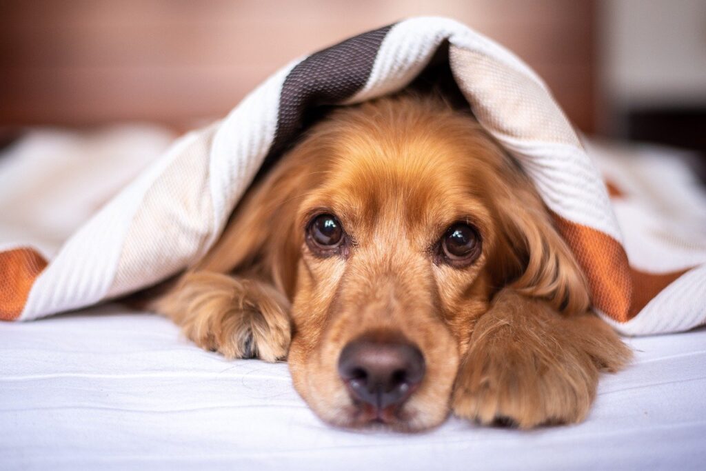 קוקר ספניאל אנגלי - English Cocker Spaniel