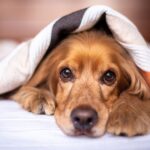 קוקר ספניאל אנגלי - English Cocker Spaniel