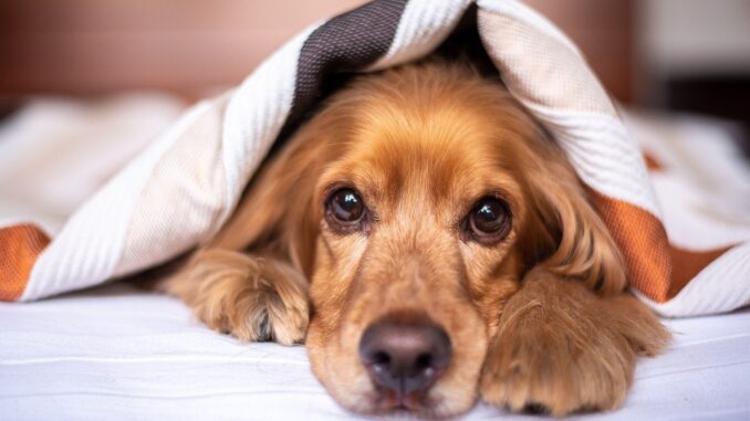 קוקר ספניאל אנגלי - English Cocker Spaniel