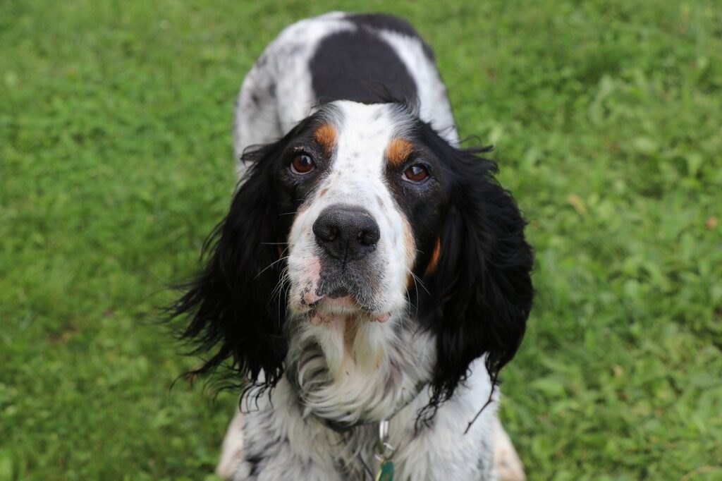סטר אנגלי - English Setter