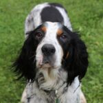 סטר אנגלי - English Setter