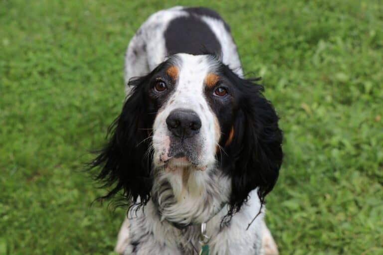 סטר אנגלי - English Setter