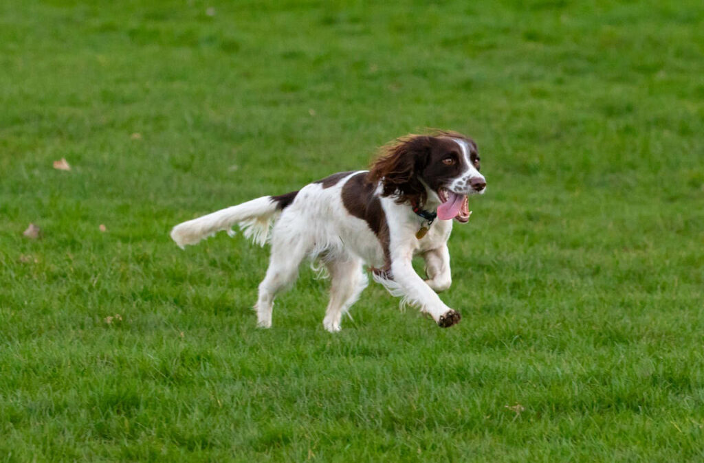 ספרינגר ספניאל אנגלי - English Springer Spaniel