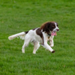 ספרינגר ספניאל אנגלי - English Springer Spaniel