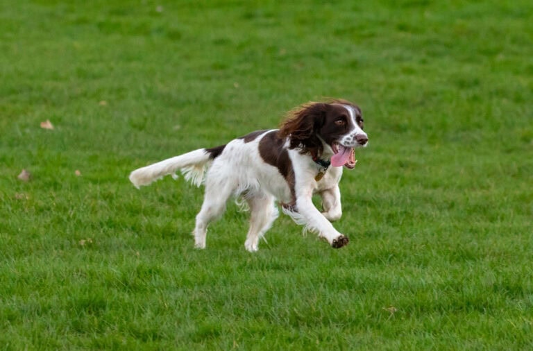 ספרינגר ספניאל אנגלי - English Springer Spaniel