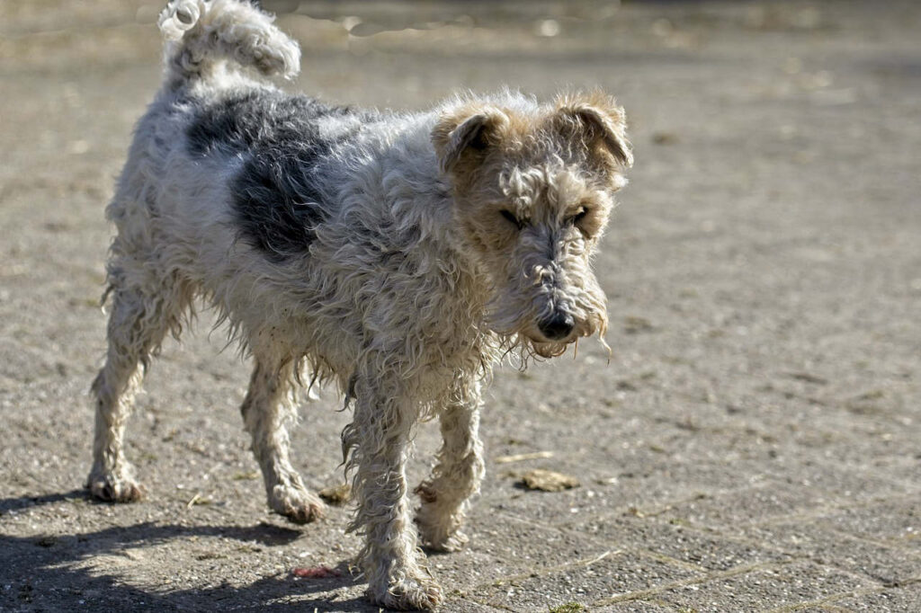פוקס טרייר - Fox Terrier