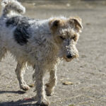 פוקס טרייר - Fox Terrier