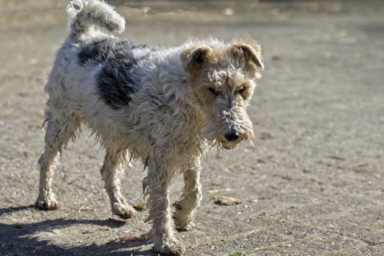 פוקס טרייר - Fox Terrier
