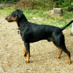 פינצ'ר גרמני - German Pinscher