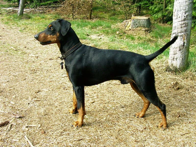 פינצ'ר גרמני - German Pinscher