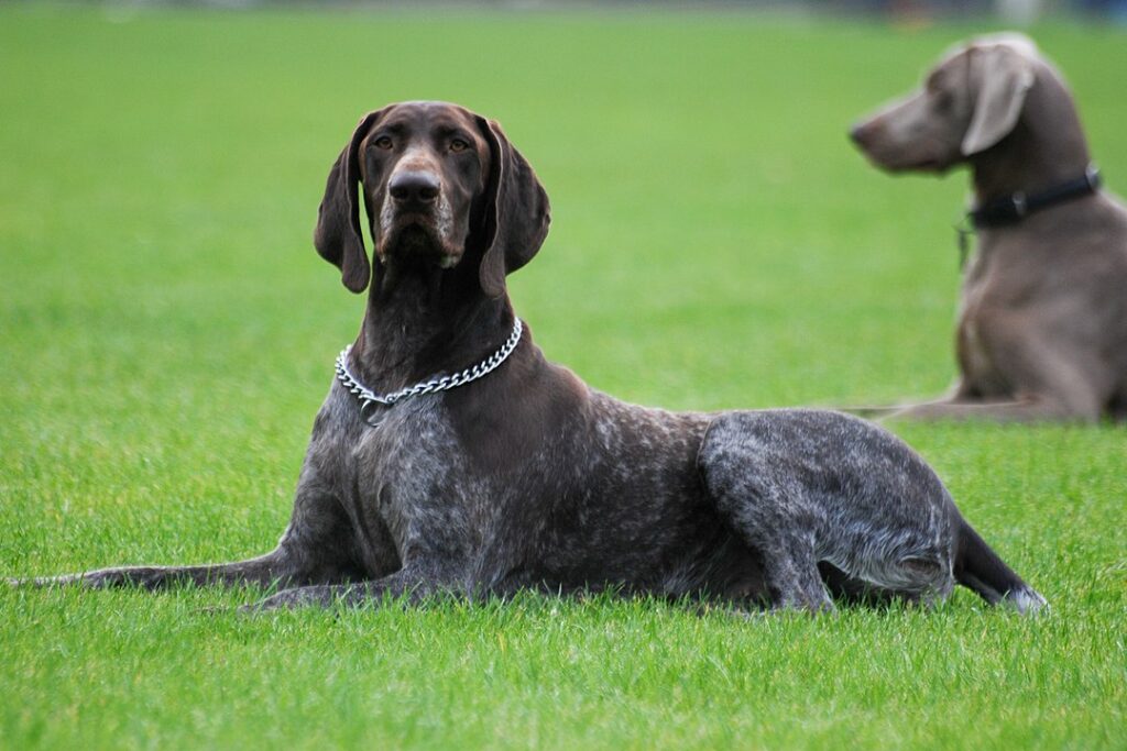 פוינטר גרמני קצר שיער - German Shorthaired Pointer