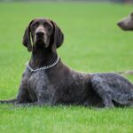 פוינטר גרמני קצר שיער - German Shorthaired Pointer