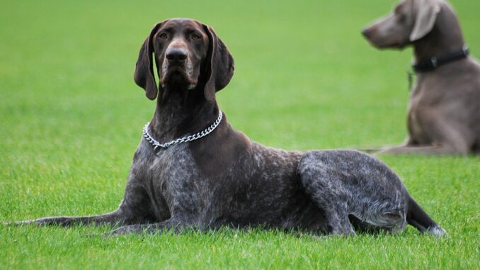 פוינטר גרמני קצר שיער - German Shorthaired Pointer