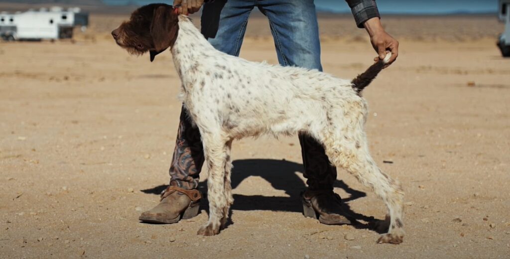 ווירהרד פוינטר גרמני - German Wirehaired Pointer