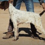ווירהרד פוינטר גרמני - German Wirehaired Pointer