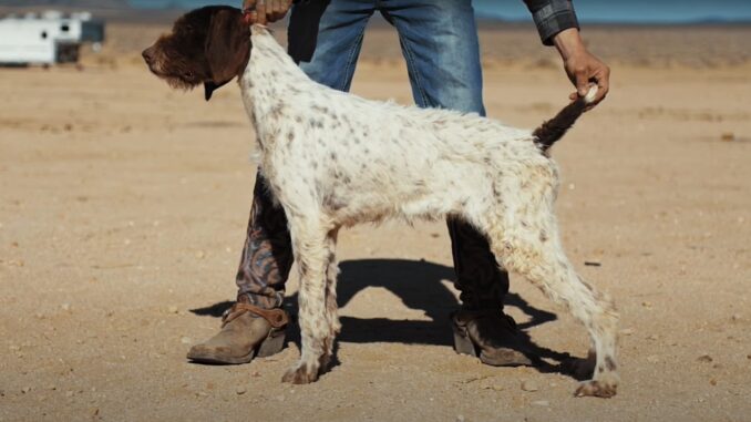 ווירהרד פוינטר גרמני - German Wirehaired Pointer