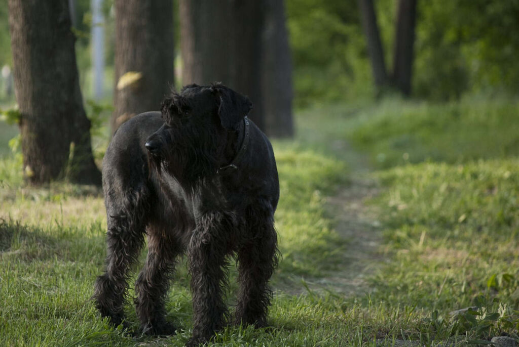 שנאוצר ענק - Giant Schnauzer