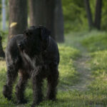 שנאוצר ענק - Giant Schnauzer