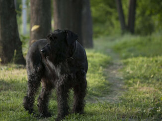 שנאוצר ענק - Giant Schnauzer