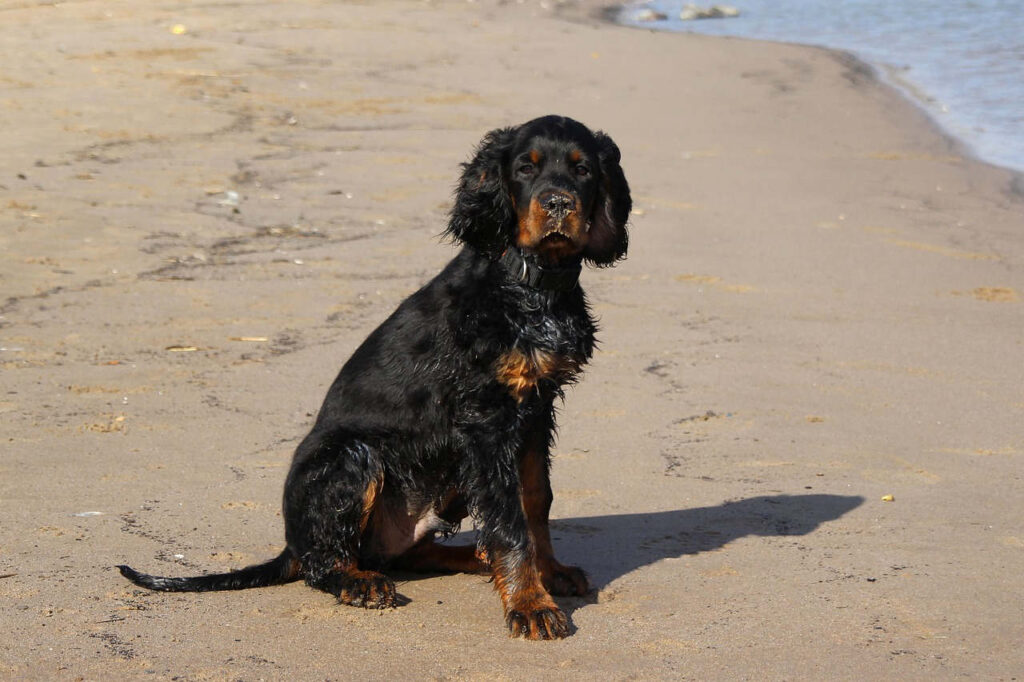 גורדון סטר - Gordon Setter