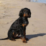 גורדון סטר - Gordon Setter