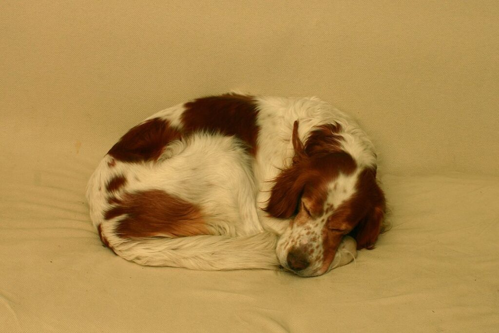 סטר אירי אדום ולבן - Irish Red And White Setter