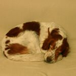 סטר אירי אדום ולבן - Irish Red And White Setter